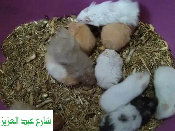 أجمل الهامستر السوري للبيع بالإسكندرية | ذكور...
