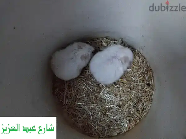 أجمل الهامستر السوري للبيع بالإسكندرية | ذكور شباب وحوامل بالمندرة!