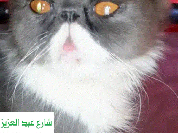 قط فارسي باندا (بلاك وايت) دبدوب بعمر شهرين - لعوب، مطعم ومعه طعامه! 🐼