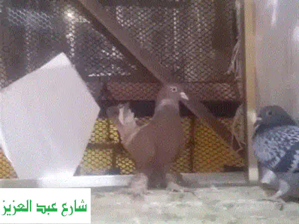 فرصة لا تُعوّض! حمام شقلباظ أحمر ذكر للبيع - أداء...