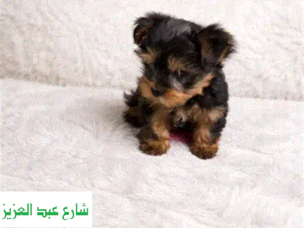 جرو يوركشاير أنثى 50 يوم | مطعمة ومرحة وجاهزة...