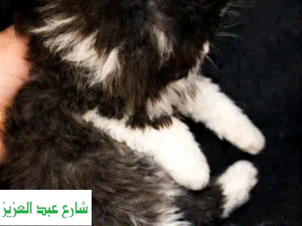 قط فارسي باندا (بلاك وايت) دبدوب بعمر شهرين - لعوب،...