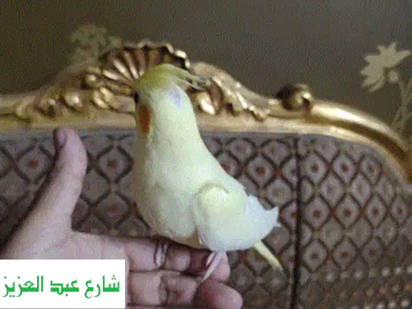 كوكتيل متدرب