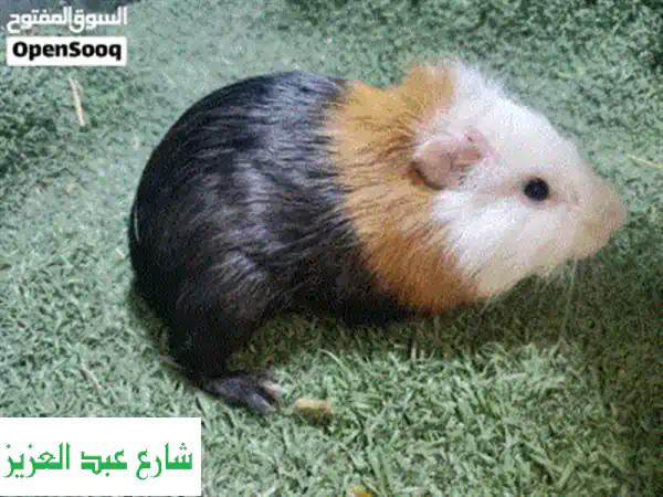 هامستر غنيا بيج ولد في حلوان