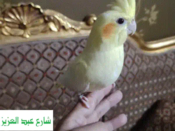 كوكتيل متدرب