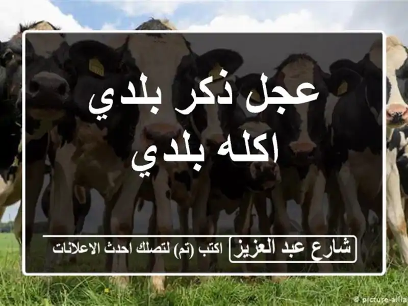 عجل ذكر بلدي اكله بلدي