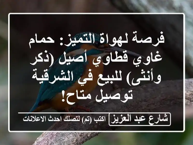 فرصة لهواة التميز: حمام غاوي قطاوي أصيل (ذكر...