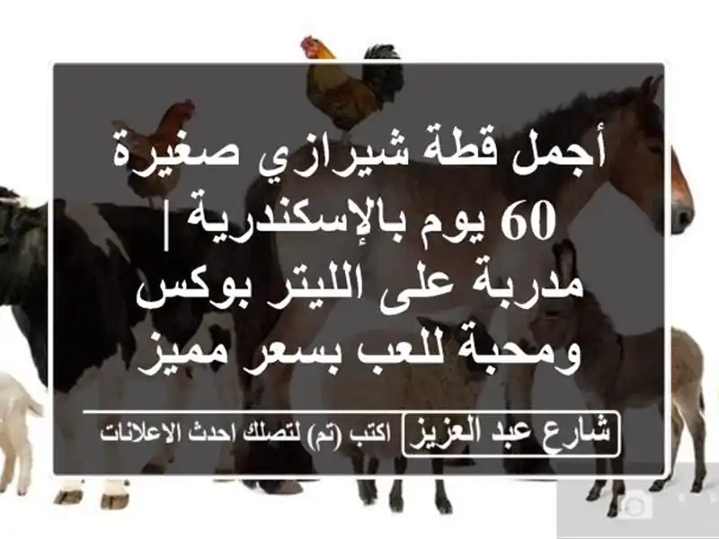 أجمل قطة شيرازي صغيرة 60 يوم بالإسكندرية | مدربة...