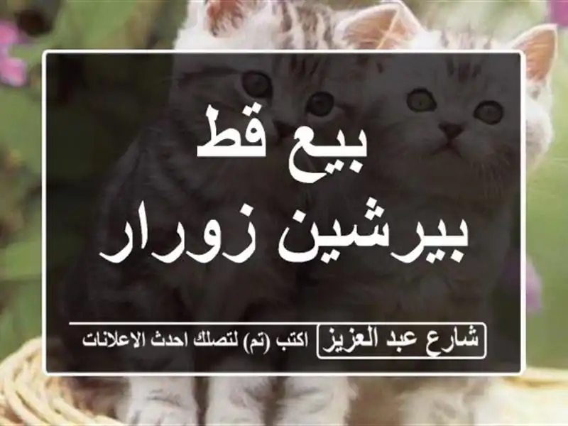 بيع قط بيرشين زورار