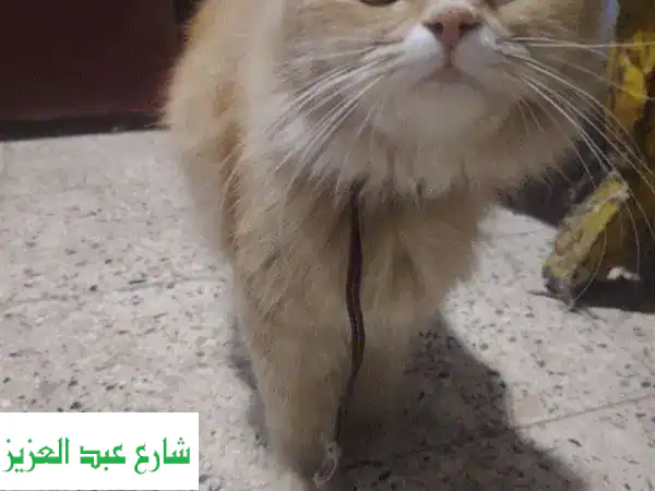 فرصة نادرة: قطة شيرازي مون فيس 🐱 بعمر 7 شهور للتبني...