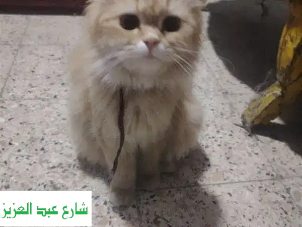 فرصة نادرة: قطة شيرازي مون فيس 🐱 بعمر 7 شهور للتبني - جمال وألفة لا تقاوم!