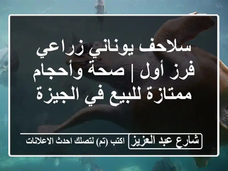 سلاحف يوناني زراعي فرز أول | صحة وأحجام ممتازة للبيع...