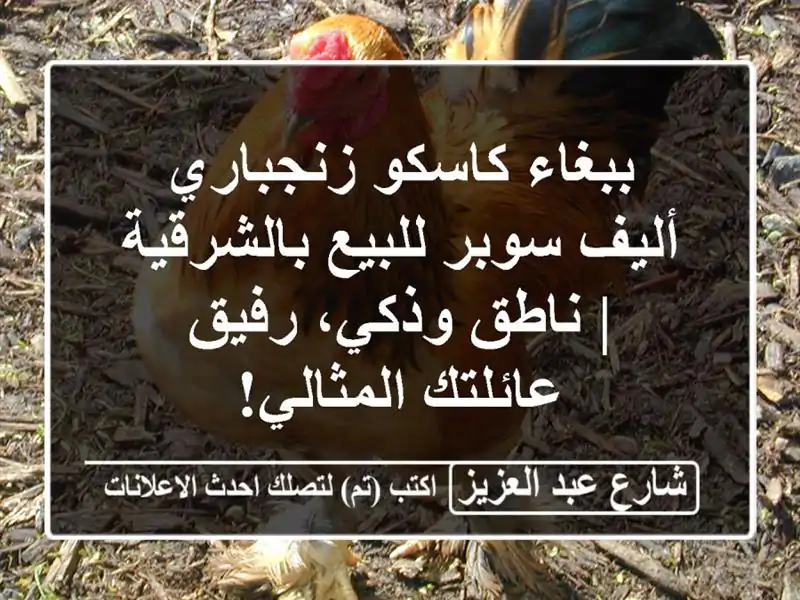 ببغاء كاسكو زنجباري أليف سوبر للبيع بالشرقية |...