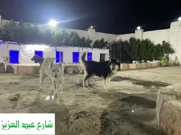 استضافة جميع انواع الكلاب