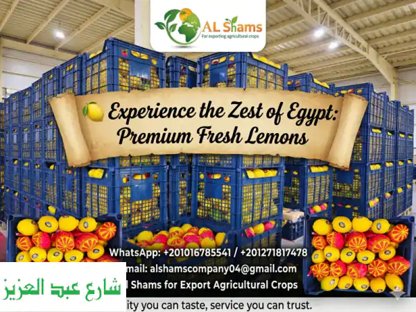 experience the zest of egypt premium fresh lemons bring the sunshine of egypt to your market al ...