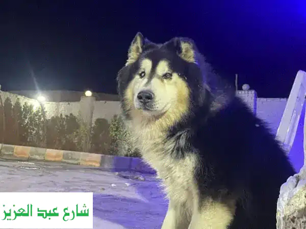 استضافة جميع انواع الكلاب