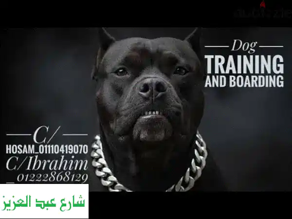 #مدرب كلاب ارخص سعر استضافة