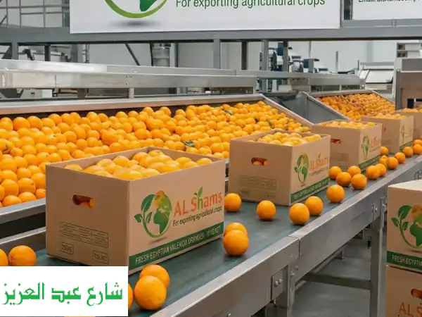 are you looking for the finest quality valencia oranges al shams for export agricultural crops...
