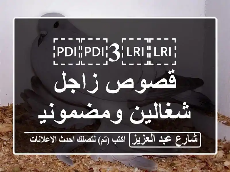 ⁦⁦3⁩⁩ قصوص زاجل شغالين ومضمونين