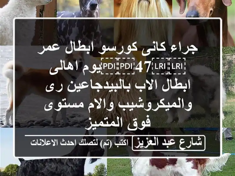 جراء كانى كورسو ابطال عمر ⁦⁦47⁩⁩يوم اهالى ابطال...