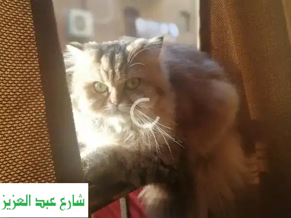 زهراء المعادى