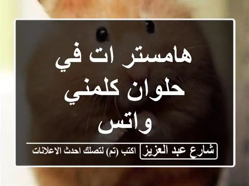 هامستر ات في حلوان كلمني واتس