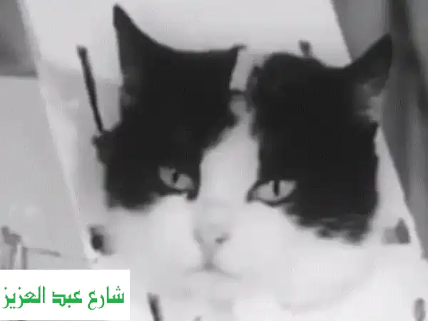 استضافة حيوانات أليفة بقلب حنون: رعاية متكاملة...