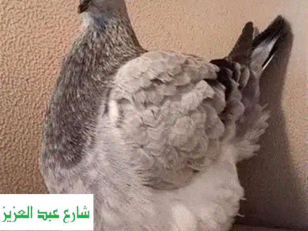 استضافة حيوانات أليفة بقلب حنون: رعاية متكاملة لقططك، كلابك، طيورك، وزواحفك - لا للحبس!