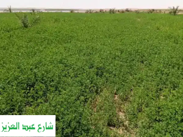 تقاوي البرسيم الأمريكي  Secret of Desert  سر الصحراء