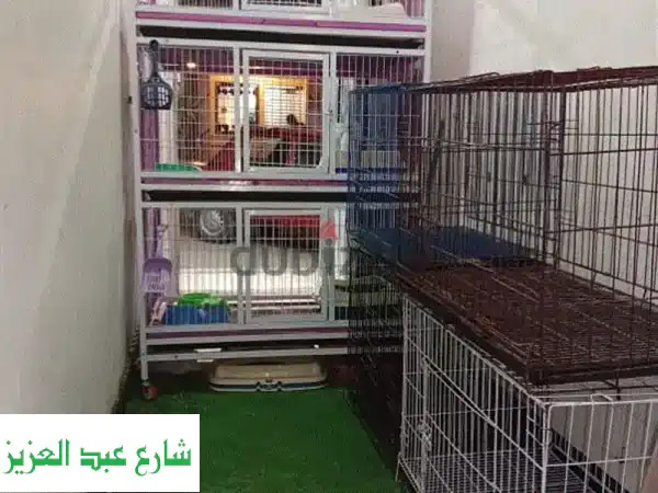 استاضفة قطط