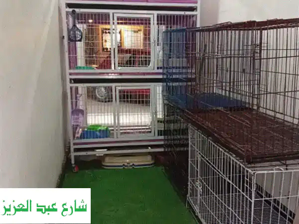 استاضفة قطط