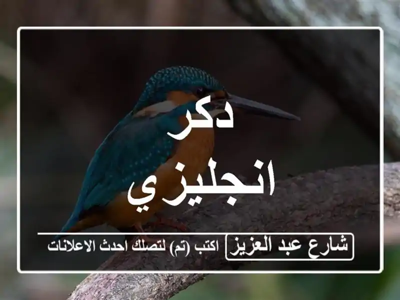 دكر انجليزي