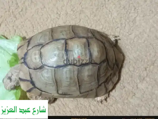 🐢 فرصتك الذهبية: ذكر سلحفاة صحراوية (سنتين) للبيع |...