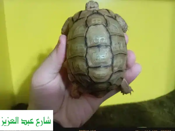 🐢 فرصتك الذهبية: ذكر سلحفاة صحراوية (سنتين) للبيع | صحة ١٠٠% + خصم 21% وهدية كالسيوم مجانية! | رفيق أليف مميز