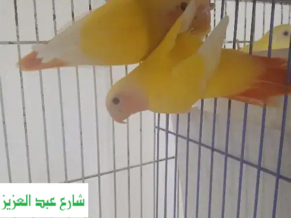 🌟 امتلك الجمال الفريد: جوز روز اوبلاين رد...