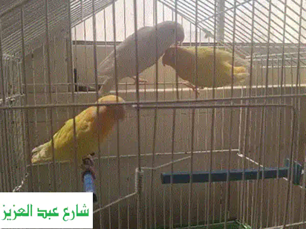 🌟 امتلك الجمال الفريد: جوز روز اوبلاين رد شبابات فاخرة 🦜 | صحة، حجم، وريش لا يُضاهى!