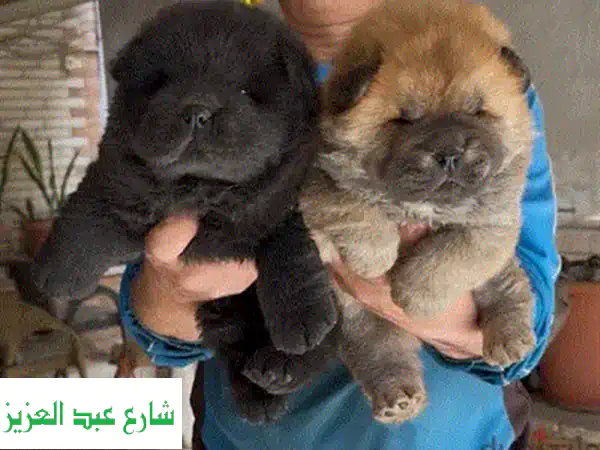 Pomeranian Puppies للبيع | جرو بومرينيان ذكر 55 يوم | رفيقك المثالي مطعم ومتاح للتوصيل لمنزلك