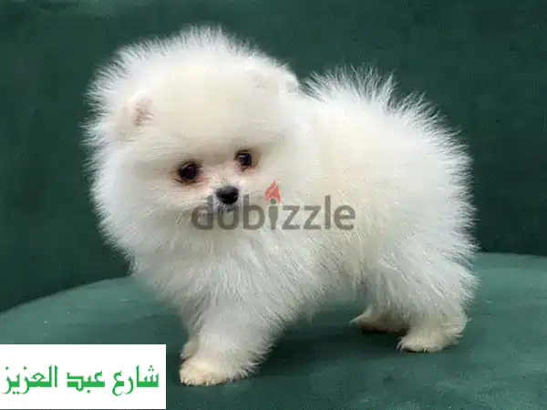 Pomeranian Puppies للبيع | جرو بومرينيان ذكر 55 يوم |...
