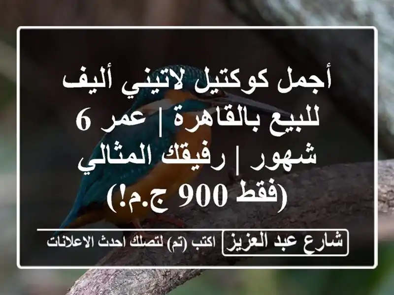 أجمل كوكتيل لاتيني أليف للبيع بالقاهرة | عمر 6 شهور | رفيقك المثالي (فقط 900 ج.م!)