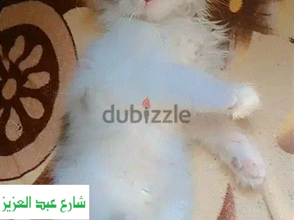 تبنى لوزه: قطة بنوتة ساحرة، مدربة وجاهزة لملء حياتك بالمرح! #تبني_قطط