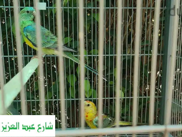 فرصة نادرة! ✨ جوز ريدرام للبيع: تحفة إنتاجية وشغالة 100% | حمام مميز