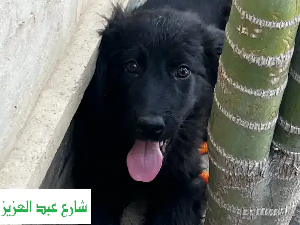 جراوي جيرمن رويال بلاك أصيلة: رفقاء العمر المثاليين...