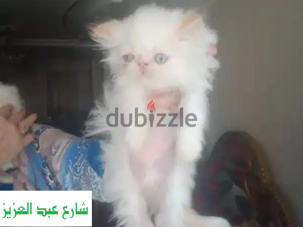 قطط هيمالايا أورانج ساحرة للبيع: ذكر وأنثى بعمر 45...