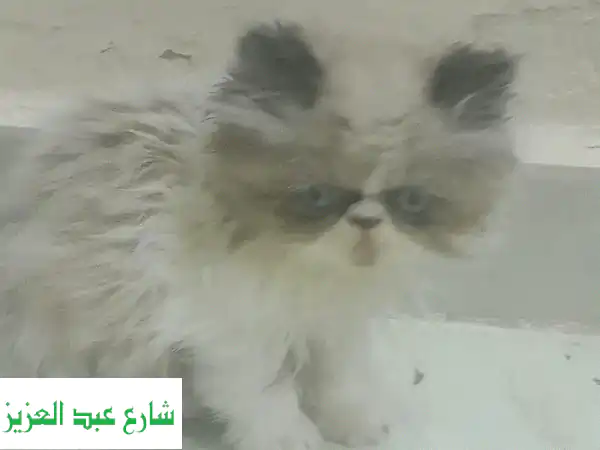 قطط هيمالايا أورانج ساحرة للبيع: ذكر وأنثى بعمر 45 يوم (متعودين على اللتر بوكس)! 🧡