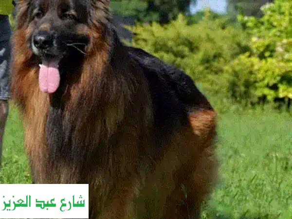 جراوي جيرمن رويال بلاك أصيلة: رفقاء العمر المثاليين - صحة كاملة وتطعيمات أمريكية!