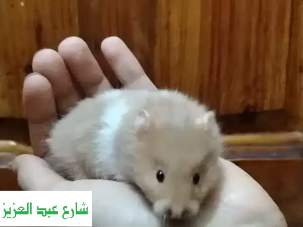 ✨ هامستر سوري جولدن أليف تربية منزلية 100% | صحة...