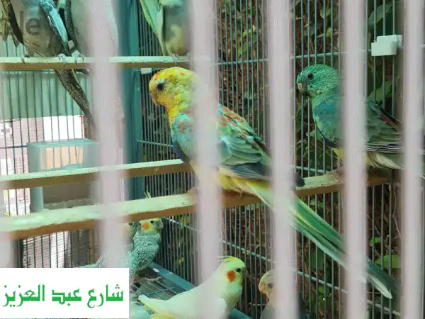 فرصة نادرة! ✨ جوز ريدرام للبيع: تحفة إنتاجية وشغالة...