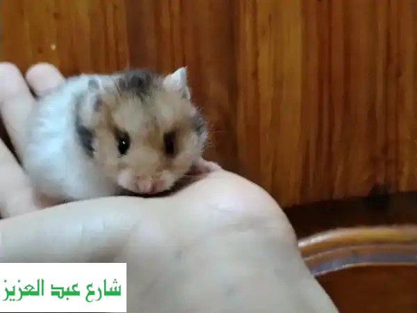 ✨ هامستر سوري جولدن أليف تربية منزلية 100% | صحة ونشاط لعائلتك! 🐾