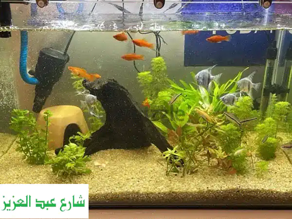 للبيع: حوض سمك 70×40×40 سم | كامل التجهيزات وجاهز للتشغيل...