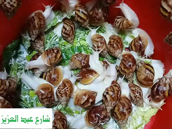 حلزون أفريقي عملاق ماشاءالله بالإسكندرية:...